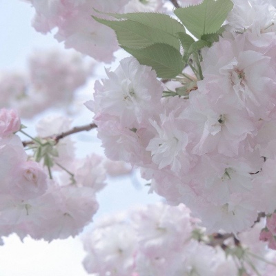 兽设黄昏场景创作福瑞群